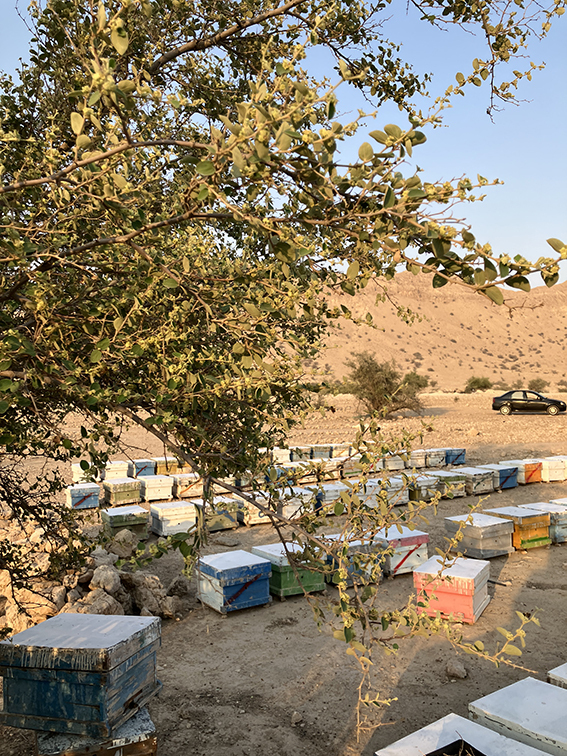  عسل کنار ایرانی اصل 